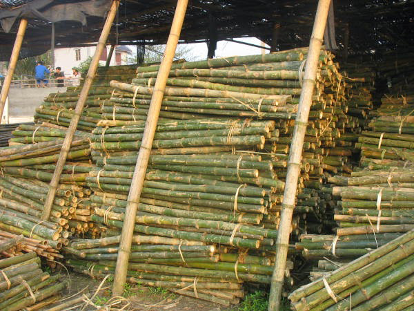 Các loại cọc tre